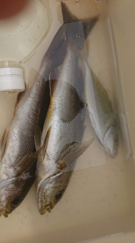 伊豆下田フィッシング 釣果