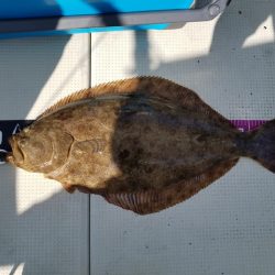 遊漁船 ニライカナイ 釣果