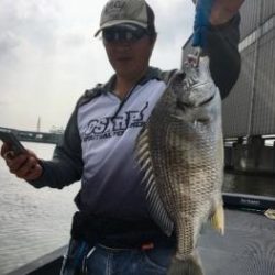 シーマジカル 釣果