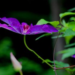 小菅トラウトガーデン 釣果