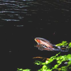 小菅トラウトガーデン 釣果