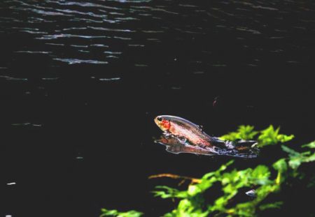 小菅トラウトガーデン 釣果