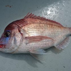 遊漁船ブルーウッズ 釣果