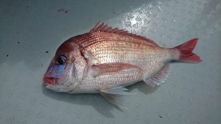 遊漁船ブルーウッズ 釣果