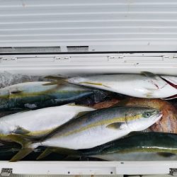 遊漁船 ニライカナイ 釣果