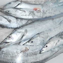 こうゆう丸 釣果