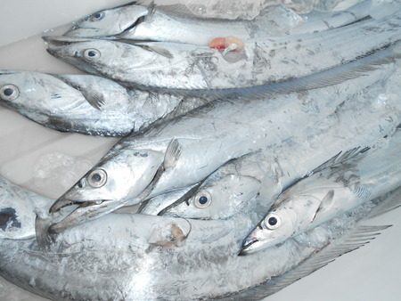 こうゆう丸 釣果