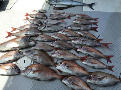 ミタチ丸 釣果