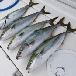 暁〜akatsuki〜 釣果