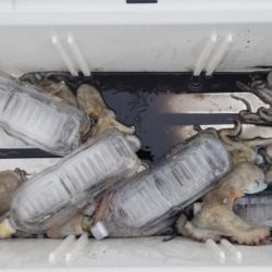 暁〜akatsuki〜 釣果