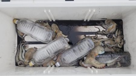 暁〜akatsuki〜 釣果