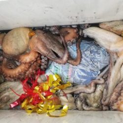 暁〜akatsuki〜 釣果