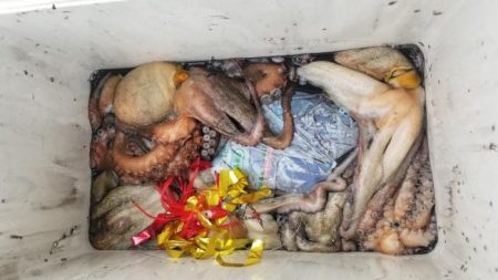 暁〜akatsuki〜 釣果