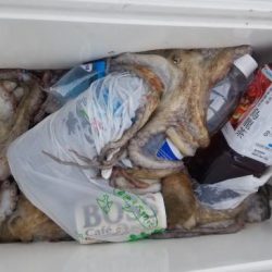 暁〜akatsuki〜 釣果