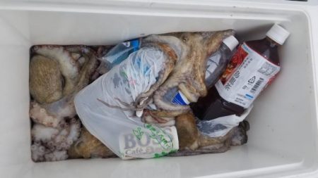 暁〜akatsuki〜 釣果