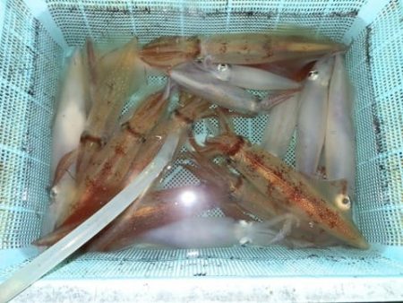 第二むつ漁丸 釣果