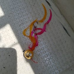 遊漁船 ニライカナイ 釣果