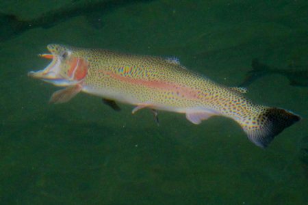 小菅トラウトガーデン 釣果