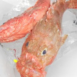 こうゆう丸 釣果