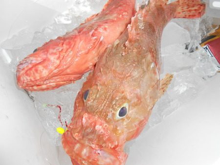 こうゆう丸 釣果