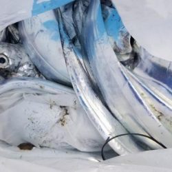 暁〜akatsuki〜 釣果