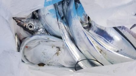 暁〜akatsuki〜 釣果