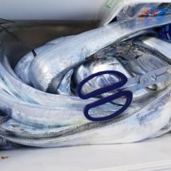 暁〜akatsuki〜 釣果