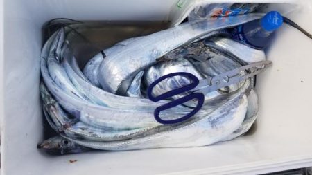 暁〜akatsuki〜 釣果