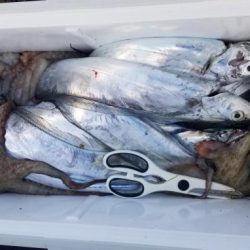 暁〜akatsuki〜 釣果