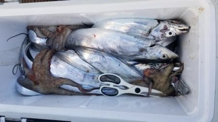 暁〜akatsuki〜 釣果