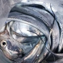 暁〜akatsuki〜 釣果