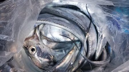 暁〜akatsuki〜 釣果