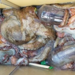 暁〜akatsuki〜 釣果