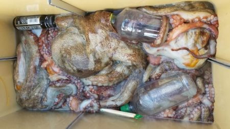 暁〜akatsuki〜 釣果