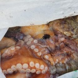 暁〜akatsuki〜 釣果