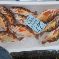 大進丸(新潟) 釣果