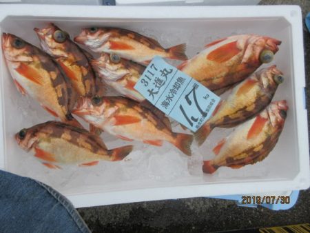 大進丸(新潟) 釣果