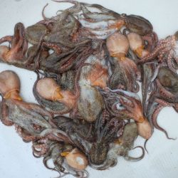 TOPGUN名古屋 釣果