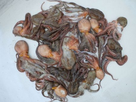 TOPGUN名古屋 釣果