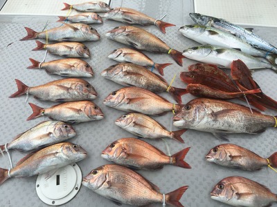 ミタチ丸 釣果