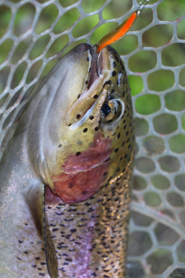 小菅トラウトガーデン 釣果