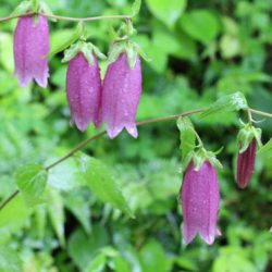 小菅トラウトガーデン 釣果