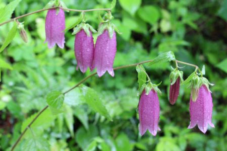 小菅トラウトガーデン 釣果