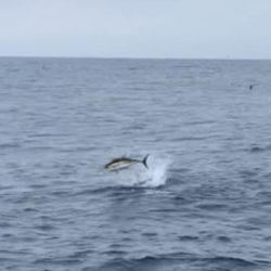 へいみつ丸 釣果