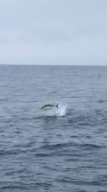 へいみつ丸 釣果