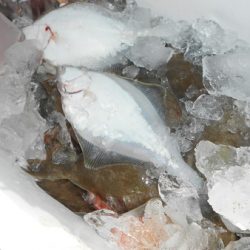 こうゆう丸 釣果