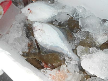 こうゆう丸 釣果