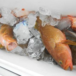 こうゆう丸 釣果