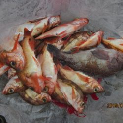 大進丸(新潟) 釣果