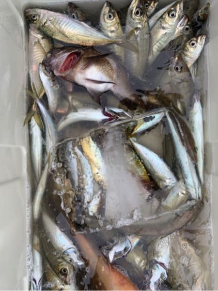 宝昌丸 釣果